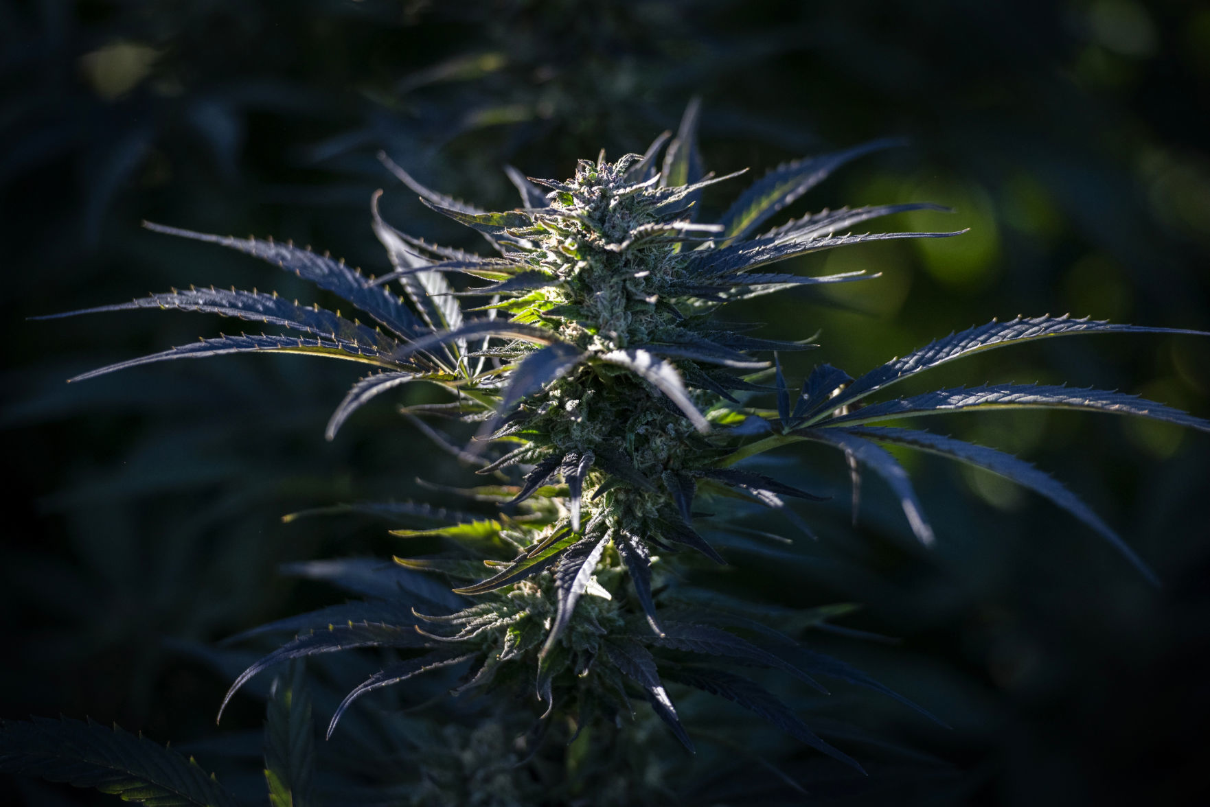 190907_CBD03